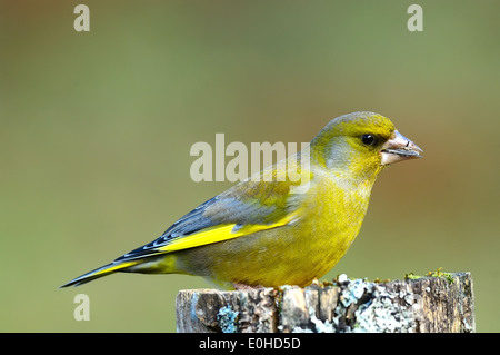 Grünfink (Zuchtjahr Chloris) Grünfink • Ostalbkreis, Baden-Württemberg, Deutschland Stockfoto