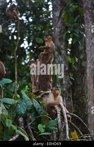 Eine Truppe von kurzen TAILED MAKAKEN (Macaca Arctoices) in der KINABATANGAN RIVER WILDLIFE SANCTUARY - BORNEO Stockfoto