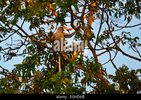 Einen männlichen NASENAFFE (Nasalis Larvatus) in KINABATANGAN RIVER WILDLIFE SANCTUARY - BORNEO Stockfoto