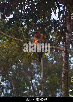 Einen männlichen NASENAFFE (Nasalis Larvatus) in KINABATANGAN RIVER WILDLIFE SANCTUARY - BORNEO Stockfoto