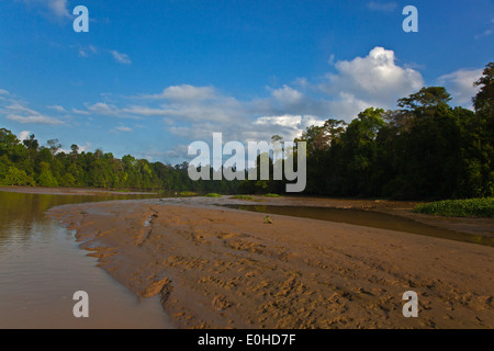 KINABATANGAN RIVER WILDLIFE SANCTUARY ist Heimat für viele Tierarten - SABAH BORNEO Stockfoto