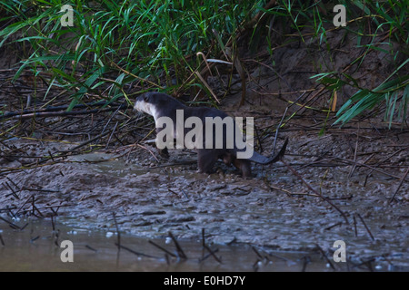 Eine behaarte NOSED FISCHOTTER (Lutra Sumatrana) am Ufer des Flusses in der KINABATANGAN RIVER WILDLIFE SANCTUARY - SABAH, BORNEO Stockfoto