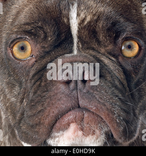 Porträt von eine reinrassige französische Bulldogge vor weißem Hintergrund Stockfoto