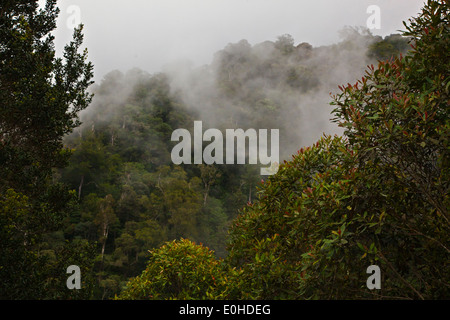 Nebel verhüllt MOUNT KINABALU ist ein Weltkulturerbe und eines Malasias ersten Nationalparks - SABAH, BORNEO Stockfoto