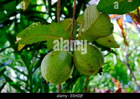 Fidschi Longan ausgefuehrten Pinnata Frucht wächst auf einem Baum in einem ländlichen Dorf in Ost-Java-Indonesien Stockfoto