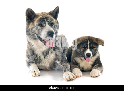 Welpen und Erwachsenen Akita Inu vor weißem Hintergrund Stockfoto