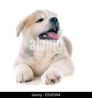 Akita-Inu Welpen vor weißem Hintergrund Stockfoto