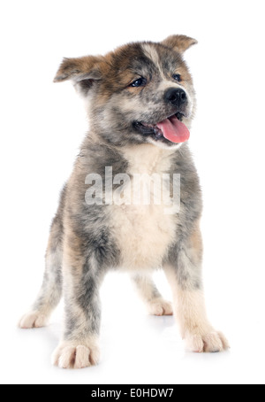 Akita-Inu Welpen vor weißem Hintergrund Stockfoto