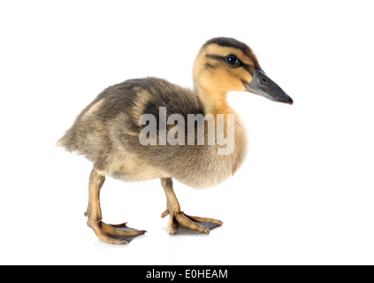 junge Entlein vor weißem Hintergrund Stockfoto