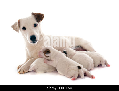 Erwachsene und Welpen jack Russel Terrier im studio Stockfoto