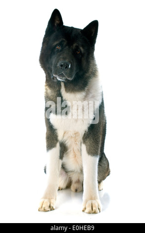 American Akita vor weißem Hintergrund Stockfoto