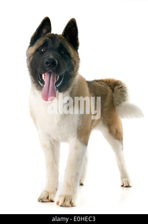 american Akita Welpen vor weißem Hintergrund Stockfoto