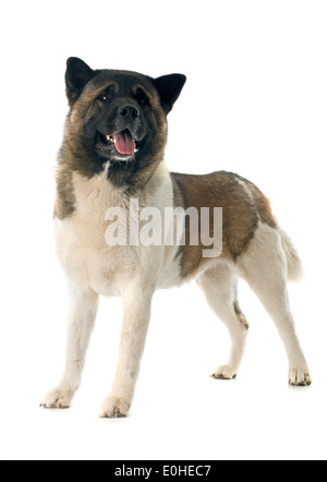 American Akita vor weißem Hintergrund Stockfoto