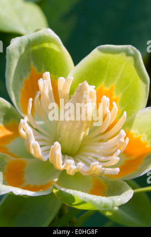 Amerikanischer Tulpenbaum (Liriodendron Tulipifera) Blume, Lilburn, Georgia, USA Stockfoto