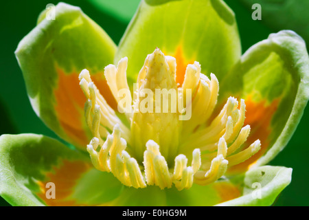 Amerikanischer Tulpenbaum (Liriodendron Tulipifera) Blume, Lilburn, Georgia, USA Stockfoto