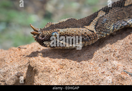 Blauäugige Nashorn-Viper (Bitis nasicornis) Kopf Nahaufnahme, Ghana. Stockfoto