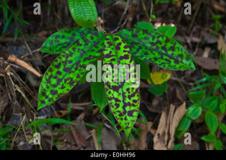 Ein buntes Blattwerk in Kabili Sepilok Forest in der Nähe von Sandakan - MALAYSIA, BORNEO Stockfoto