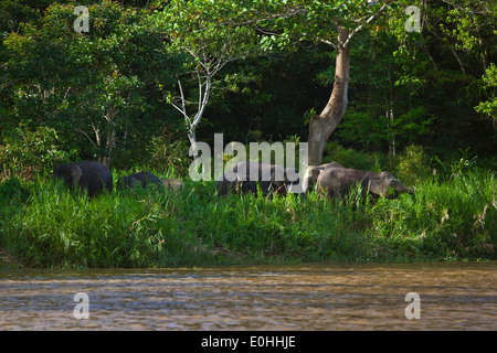 BORNEAN Pygmäen Elefanten essen Grass entlang des Flussufers in KINABATANGAN RIVER SANCTUARY - BORNEO Stockfoto
