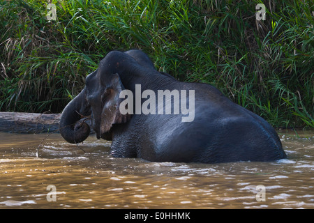 BORNEAN PYGMY Elefant frisst Grass entlang des Flussufers in KINABATANGAN RIVER SANCTUARY - BORNEO Stockfoto