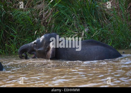 BORNEAN PYGMY Elefant frisst Grass entlang des Flussufers in KINABATANGAN RIVER SANCTUARY - BORNEO Stockfoto