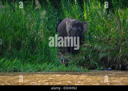 BORNEAN PYGMY Elefant frisst Grass entlang des Flussufers in KINABATANGAN RIVER SANCTUARY - BORNEO Stockfoto