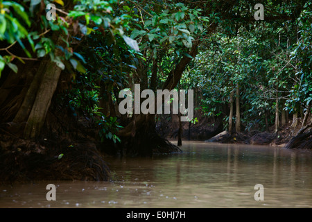 KINABATANGAN RIVER WILDLIFE SANCTUARY ist Heimat für viele Tierarten - SABAH BORNEO Stockfoto