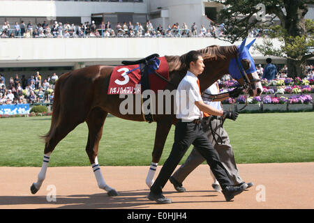 Kyoto, Japan. 10. Mai 2014. Hagino Hybrid Pferderennen: Hagino Hybrid wird durch das Fahrerlager vor Kyoto Shinbun Hai auf Kyoto-Pferderennbahn in Kyoto, Japan geführt. © Eiichi Yamane/AFLO/Alamy Live-Nachrichten Stockfoto