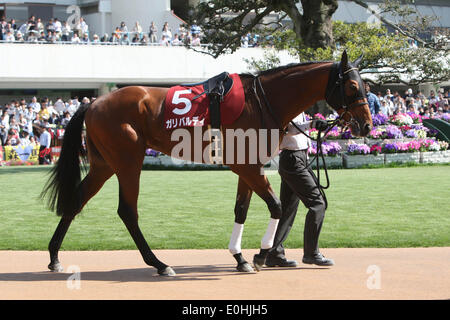 Kyoto, Japan. 10. Mai 2014. Garibaldi Pferderennen: Garibaldi wird geführt durch das Fahrerlager vor Kyoto Shinbun Hai auf Kyoto-Pferderennbahn in Kyoto, Japan. © Eiichi Yamane/AFLO/Alamy Live-Nachrichten Stockfoto