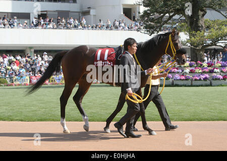 Kyoto, Japan. 10. Mai 2014. Klänge der Erde Pferderennen: Klänge der Erde wird durch das Fahrerlager vor Kyoto Shinbun Hai auf Kyoto-Pferderennbahn in Kyoto, Japan geführt. © Eiichi Yamane/AFLO/Alamy Live-Nachrichten Stockfoto