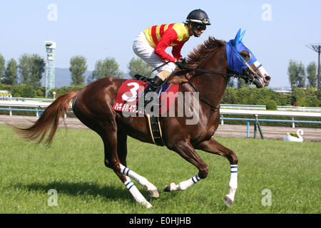 Kyoto, Japan. 10. Mai 2014. Hagino Hybrid (Shinichiro Akiyama) Pferderennen: Hagino Hybrid geritten von Shinichiro Akiyama vor Kyoto Shinbun Hai auf Kyoto-Pferderennbahn in Kyoto, Japan. © Eiichi Yamane/AFLO/Alamy Live-Nachrichten Stockfoto