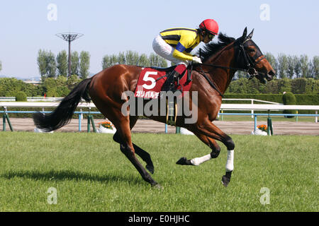 Kyoto, Japan. 10. Mai 2014. Garibaldi (Yuichi Fukunaga) Pferderennen: Garibaldi, geritten von Yuichi Fukunaga vor Kyoto Shinbun Hai auf Kyoto-Pferderennbahn in Kyoto, Japan. © Eiichi Yamane/AFLO/Alamy Live-Nachrichten Stockfoto