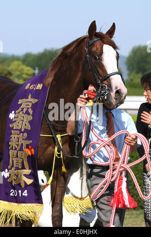 Kyoto, Japan. 10. Mai 2014. Hagino Hybrid Pferderennen: Hagino Hybrid nach dem Gewinn der Kyoto-Shinbun Hai auf Kyoto-Pferderennbahn in Kyoto, Japan. © Eiichi Yamane/AFLO/Alamy Live-Nachrichten Stockfoto