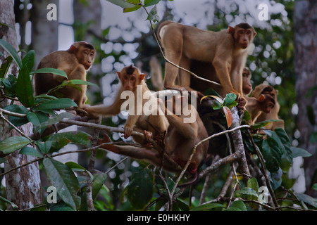 Eine Truppe von SHORT TAILED TAILED MAKAKEN (Macaca Arctoices) in der KINABATANGAN RIVER WILDLIFE SANCTUARY - SABAH, BORNEO Stockfoto