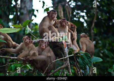 Eine Truppe von SHORT TAILED TAILED MAKAKEN (Macaca Arctoices) in der KINABATANGAN RIVER WILDLIFE SANCTUARY - SABAH, BORNEO Stockfoto