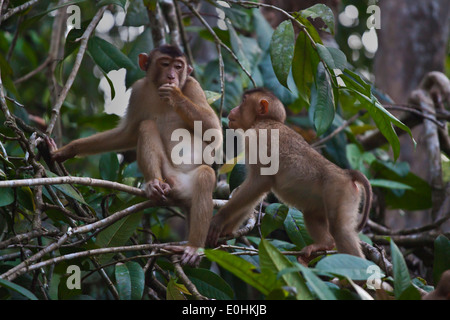 Eine Mutter und Baby kurze TAILED MACAQUE (Macaca Arctoices) in der KINABATANGAN RIVER WILDLIFE SANCTUARY - SABAH, BORNEO Stockfoto