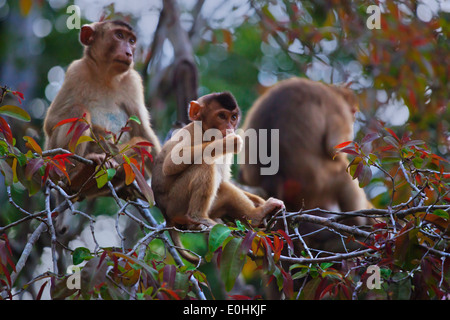 Eine Mutter und Baby kurze TAILED MACAQUE (Macaca Arctoices) in der KINABATANGAN RIVER WILDLIFE SANCTUARY - SABAH, BORNEO Stockfoto