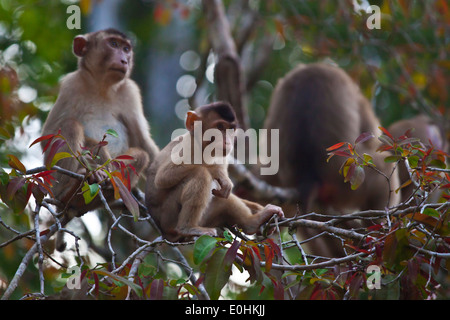 Eine Mutter und Baby kurze TAILED MACAQUE (Macaca Arctoices) in der KINABATANGAN RIVER WILDLIFE SANCTUARY - SABAH, BORNEO Stockfoto