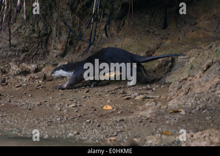 Eine behaarte NOSED FISCHOTTER (Lutra Sumatrana) am Ufer des Flusses in der KINABATANGAN RIVER WILDLIFE SANCTUARY - SABAH, BORNEO Stockfoto