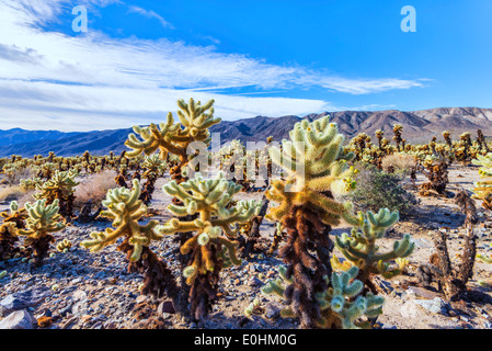 Cholla Cactus Gardens.  Joshua Tree Nationalpark, Kalifornien, USA Stockfoto