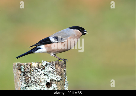 Gimpel, Weibchen (Pyrrhula Pyrrhula) Nord Gimpel, weibliche • Ostalbkreis, Baden-Württemberg, Deutschland Stockfoto