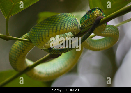 WAGLERS Tempel VIPER oder GRUBENOTTER im BAKO Nationalpark - SARAWAK, BORNEO, Malaysia Stockfoto