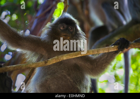 Ein Silber gesichert LEAF MONKEY oder SILBRIG Gruppen im BAKO Nationalpark befindet sich in SARAWAK - BORNEO, MALAYSIA Stockfoto