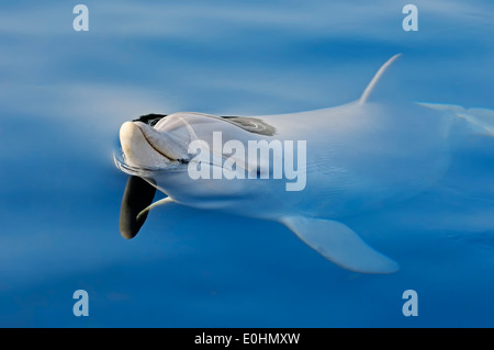 Gemeinsame große Tümmler oder atlantische große Tümmler (Tursiops Truncatus) Stockfoto