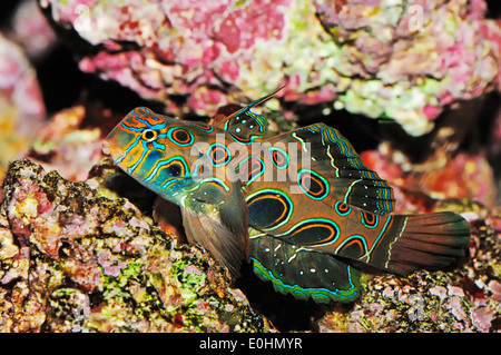 Gefleckte Mandarinfische, Ziel Mandarin, Spotted Green Mandarin Fish oder malerischen Leierfischen (Synchiropus Picturatus) Stockfoto