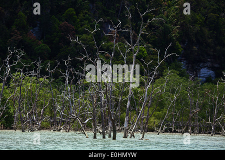 Toten Mangroven entlang der Küste im BAKO Nationalpark befindet sich in SARAWAK - BORNEO, MALAYSIA Stockfoto