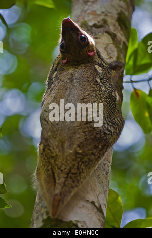 Ein RIESENGLEITER oder Flying Lemur (Galeopterus Variegatus) auf einem Baum im BAKO Nationalpark - SARAWAK, BORNEO, MALAYSIA Stockfoto