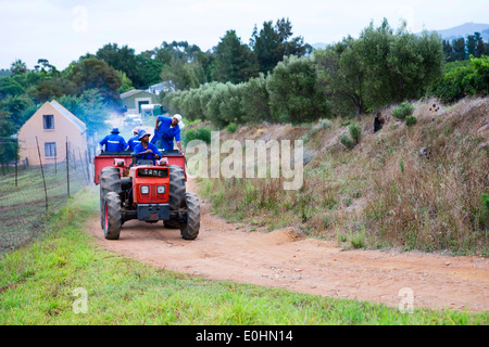 Bauernhof Hände Richtung Weinberge in einem roten LKW im Herbst ernten, Remhoogtebergen Weingut Estate, Stellenbosch, Südafrika Stockfoto