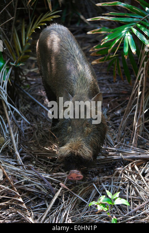 Ein BORNEON bärtigen Schwein (Sus Barbatus) Leben im BAKO Nationalpark befindet sich in SARAWAK - BORNEO, Malaysia Stockfoto