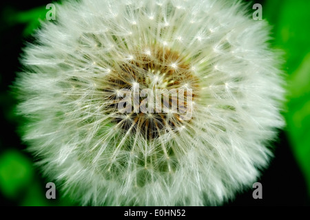 Löwenzahn-Samen-Leiter Stockfoto