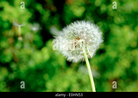 Löwenzahn-Samen-Leiter Stockfoto